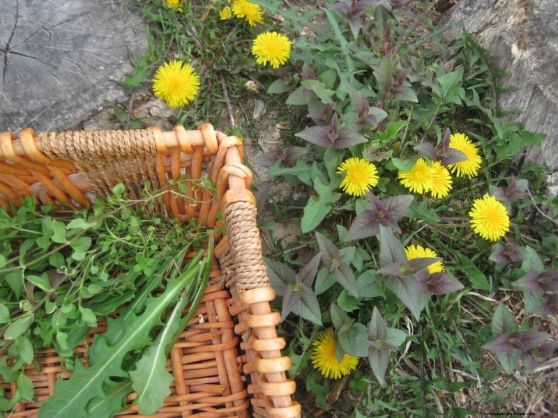 Ground Rules for Foraging Safely