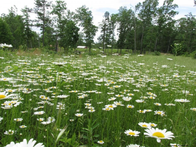 Ground Rules for Foraging Safely