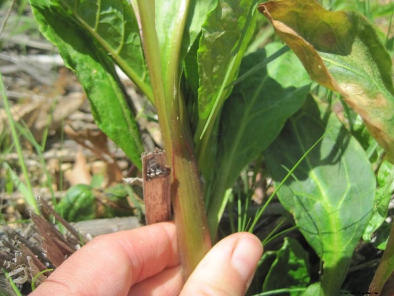 Foraging for Pokeweed