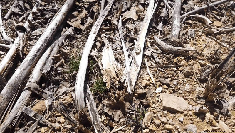 Foraging for Pokeweed
