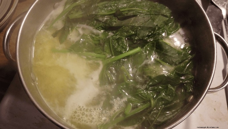 Foraging for Pokeweed