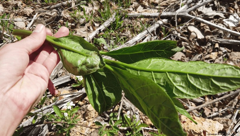 Foraging for Pokeweed