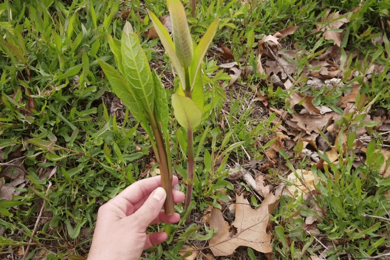 Foraging for Pokeweed