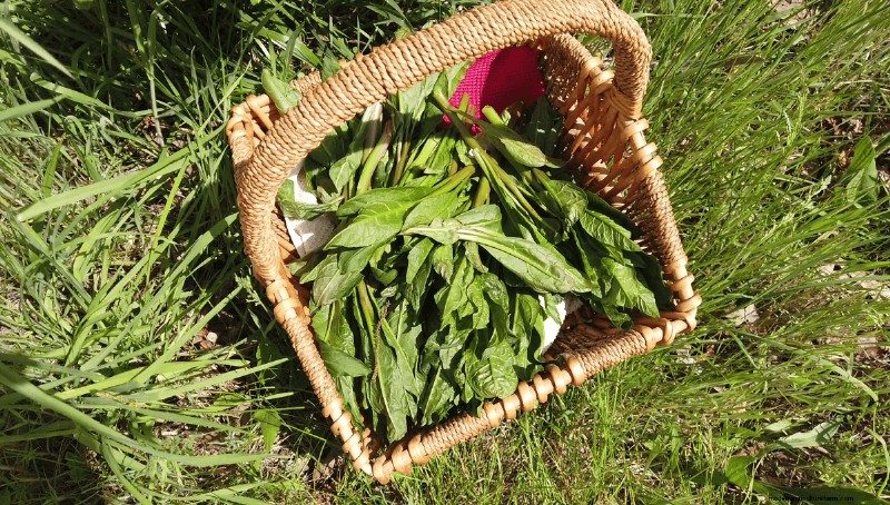 Foraging for Pokeweed