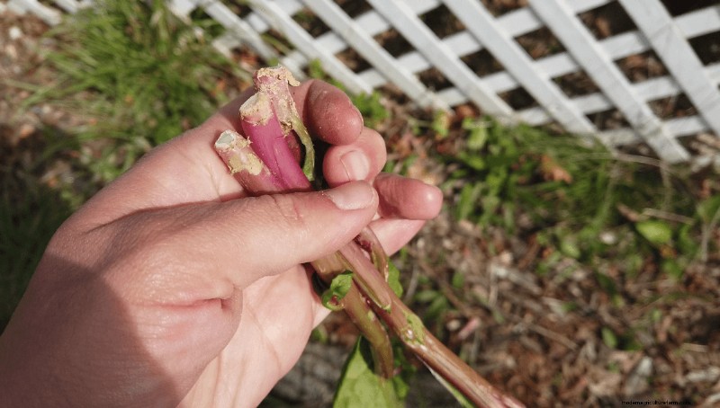 Foraging for Pokeweed
