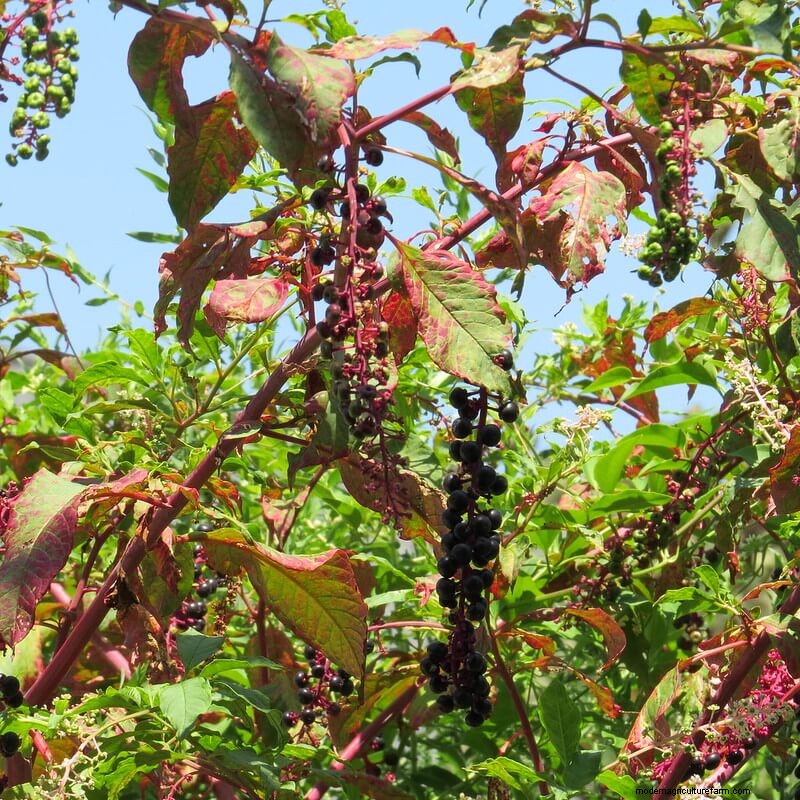 Foraging for Pokeweed