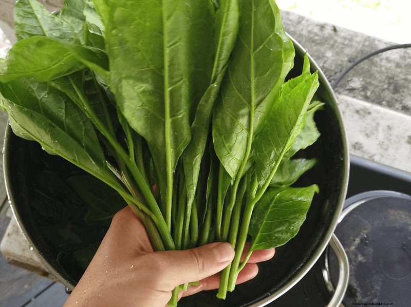 Foraging for Pokeweed