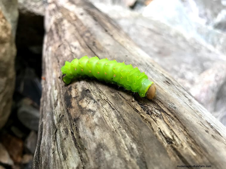 Introduction To Integrated Pest Management