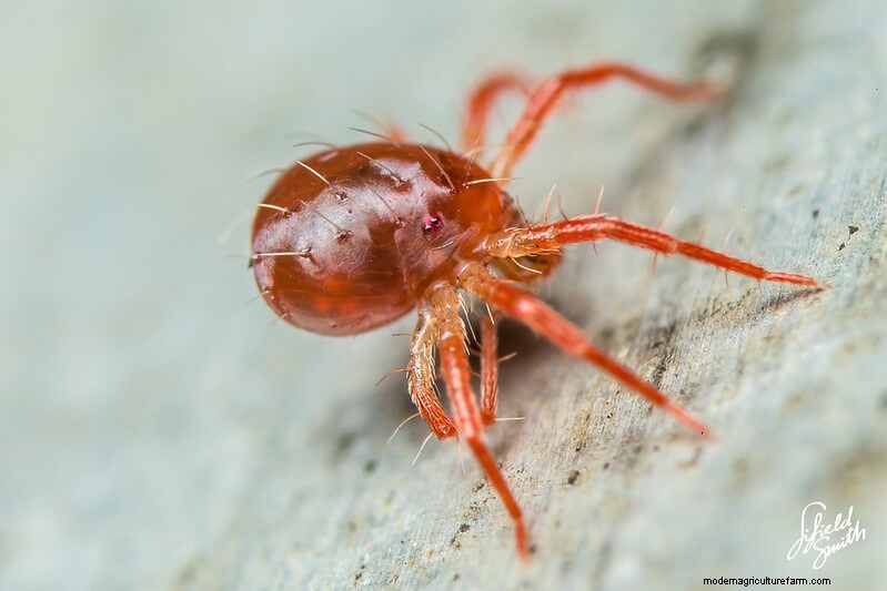 Introduction To Integrated Pest Management