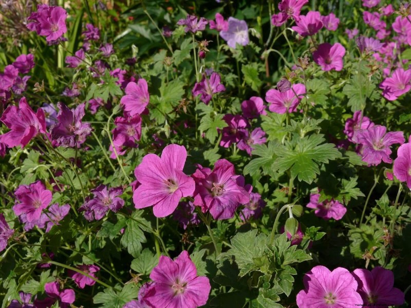 17 Natural Mosquito Repellent Options For The Home And Garden