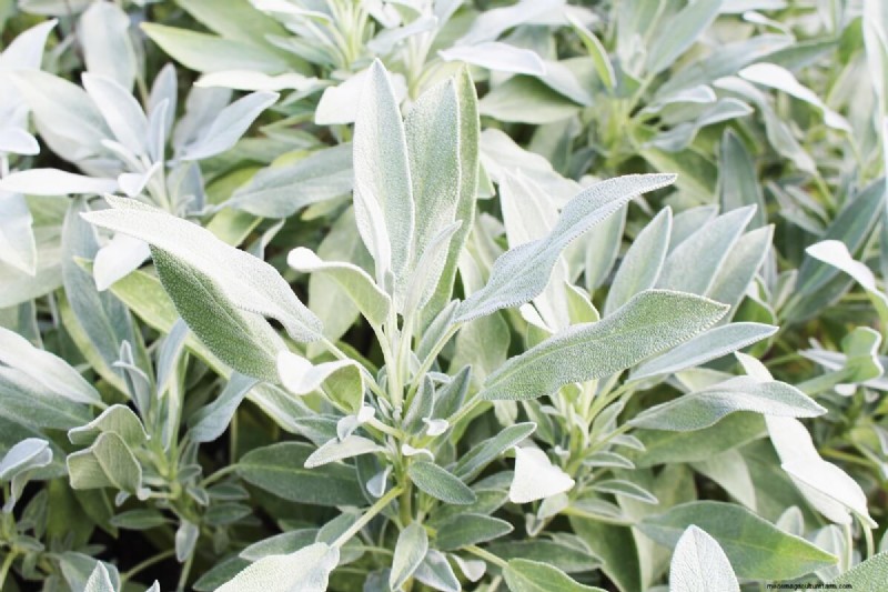 17 Natural Mosquito Repellent Options For The Home And Garden