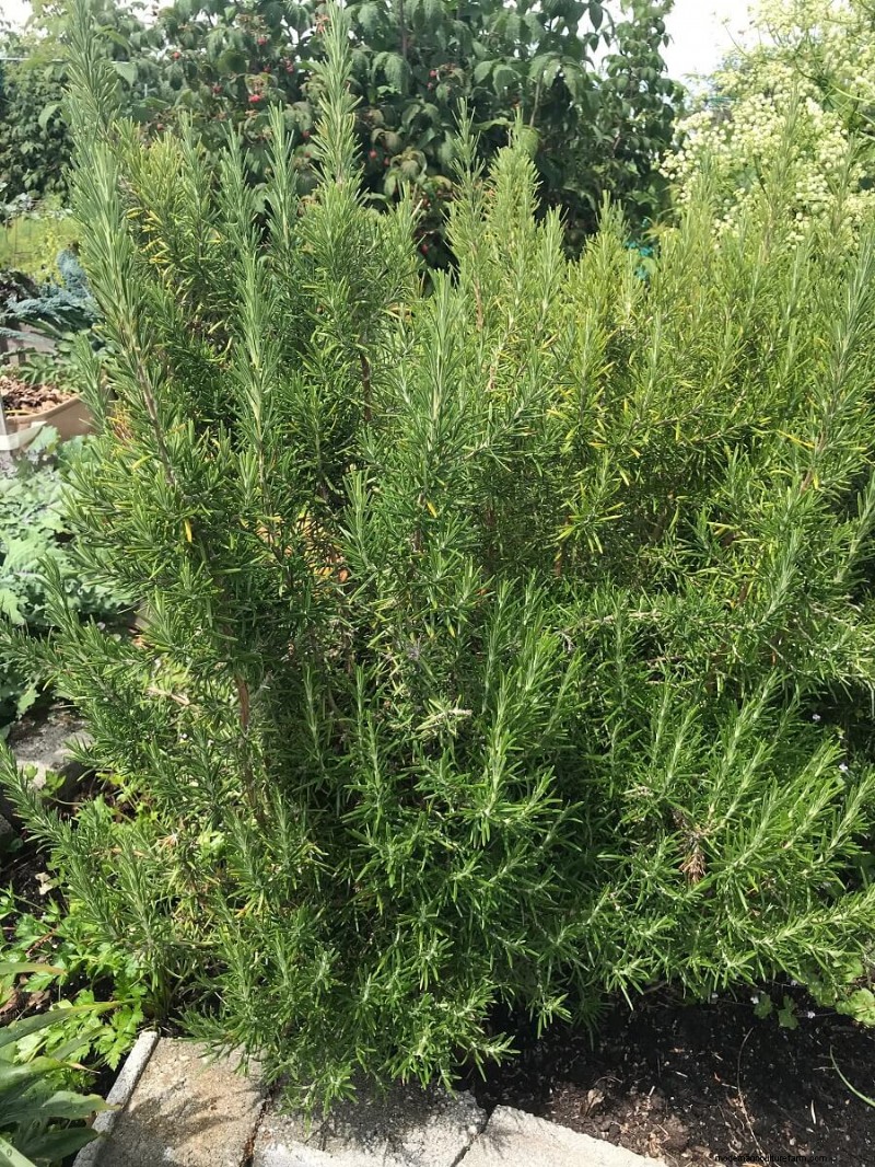 17 Natural Mosquito Repellent Options For The Home And Garden