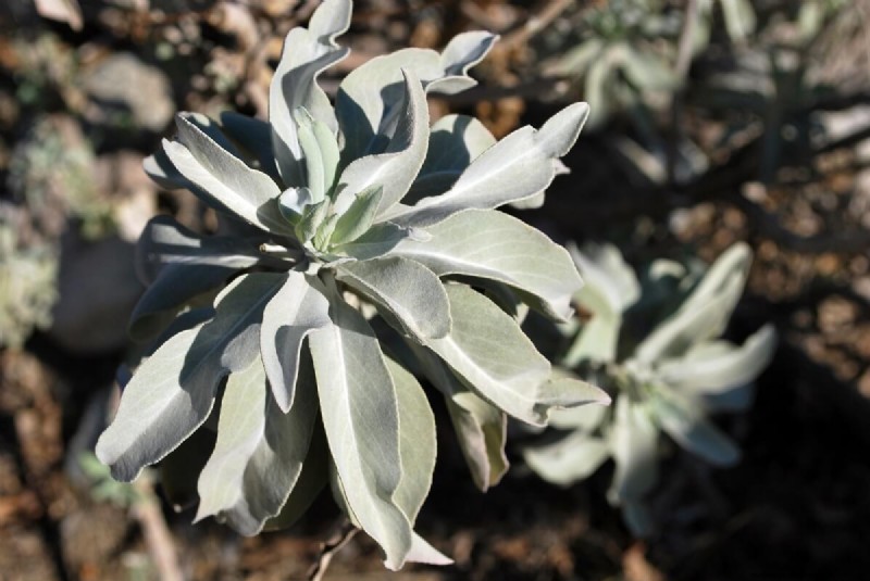 17 Natural Mosquito Repellent Options For The Home And Garden