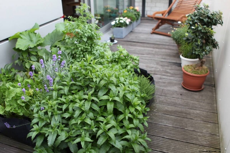 17 Natural Mosquito Repellent Options For The Home And Garden