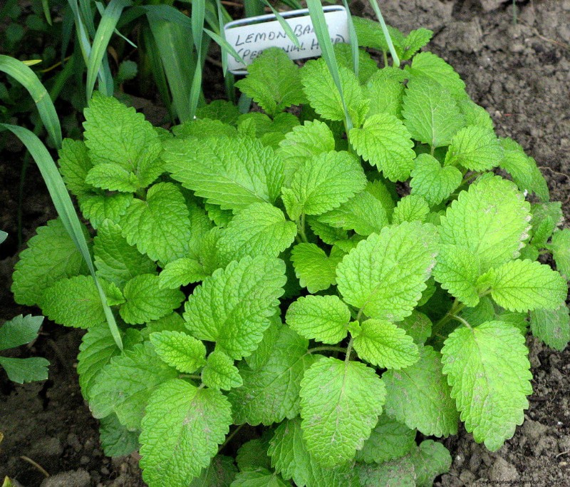 17 Natural Mosquito Repellent Options For The Home And Garden