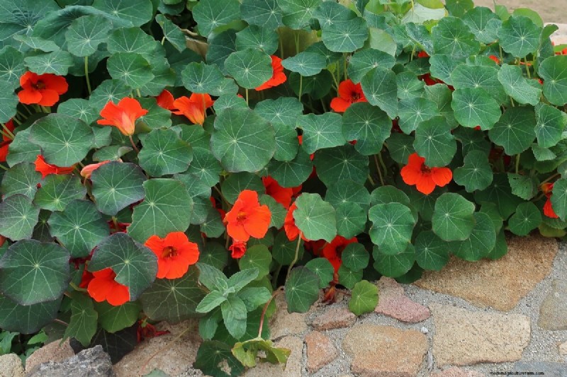 17 Natural Mosquito Repellent Options For The Home And Garden