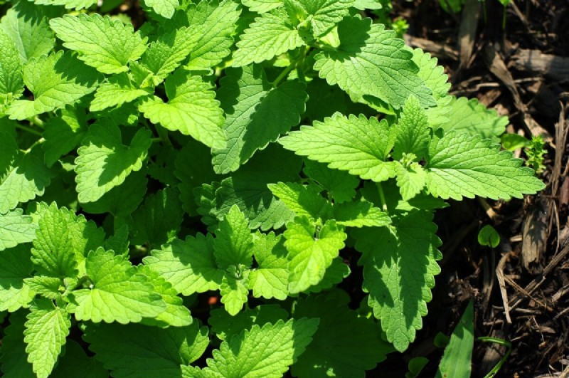 17 Natural Mosquito Repellent Options For The Home And Garden