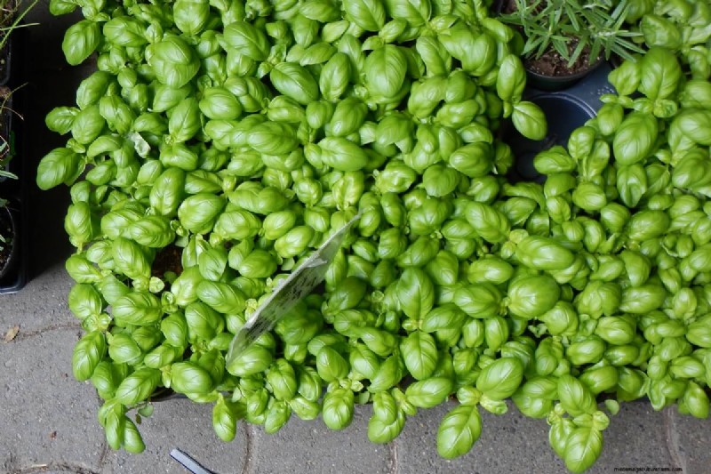 17 Natural Mosquito Repellent Options For The Home And Garden