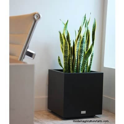 40 Large Planters For Trees And Flowers