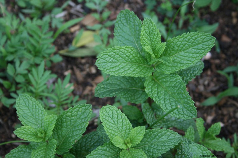 The Many Varieties Of Mint