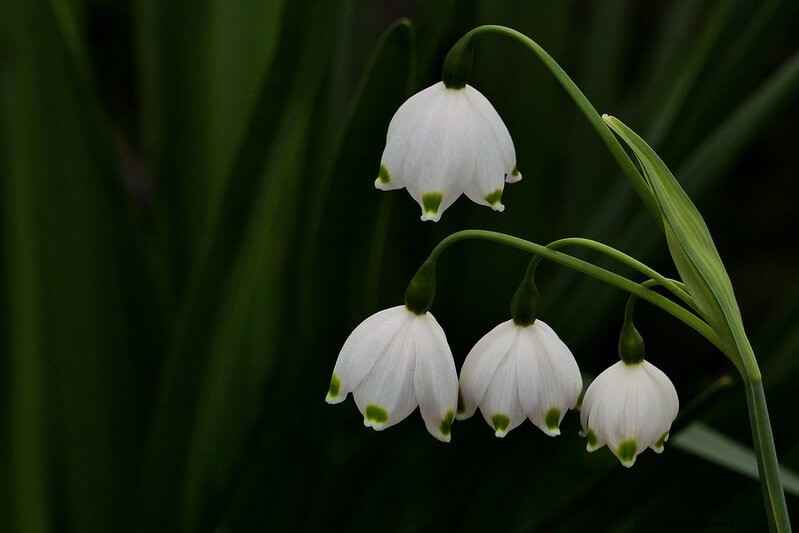 Homestead Stories: Snowdrops, the First Flowers of Spring