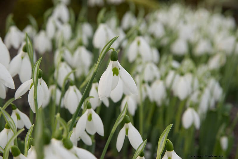 Homestead Stories: Snowdrops, the First Flowers of Spring