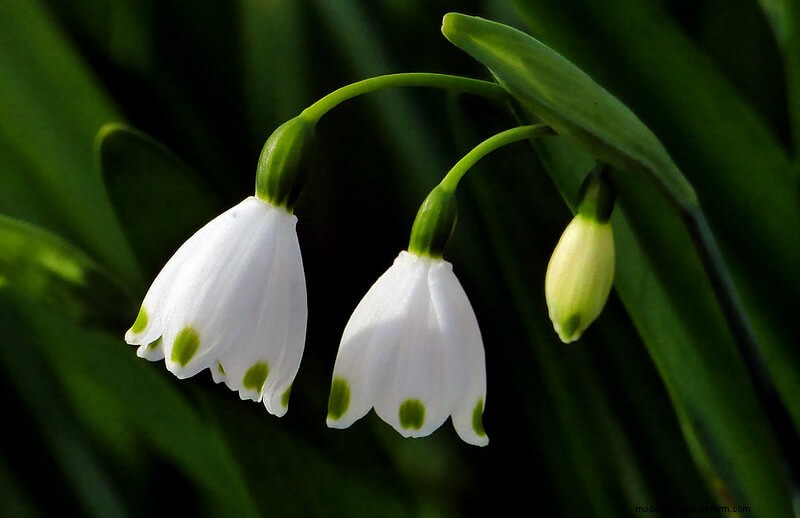 Homestead Stories: Snowdrops, the First Flowers of Spring