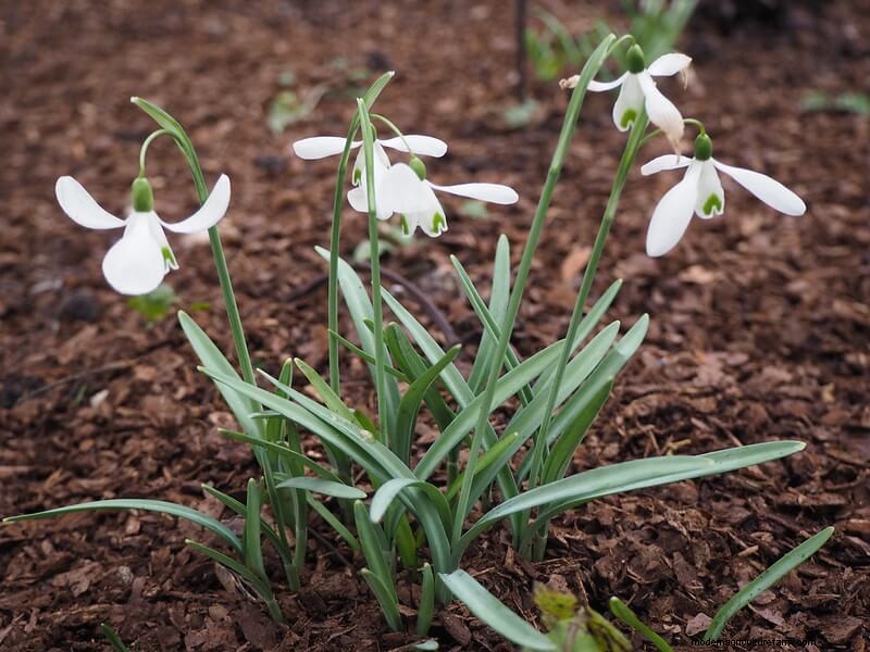 Homestead Stories: Snowdrops, the First Flowers of Spring