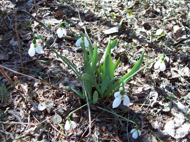 Homestead Stories: Snowdrops, the First Flowers of Spring