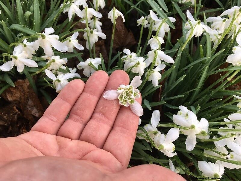 Homestead Stories: Snowdrops, the First Flowers of Spring