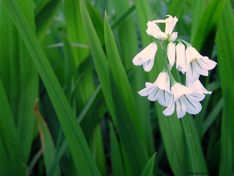 Homestead Stories: Snowdrops, the First Flowers of Spring