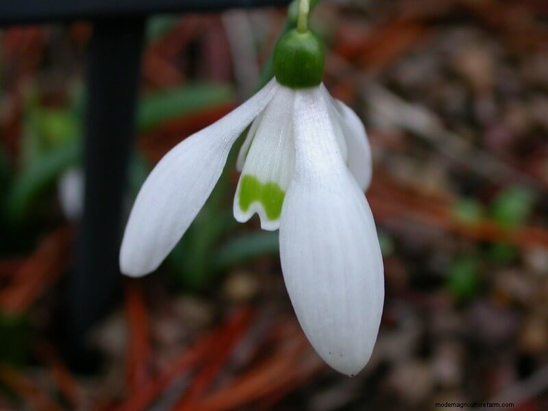 Homestead Stories: Snowdrops, the First Flowers of Spring