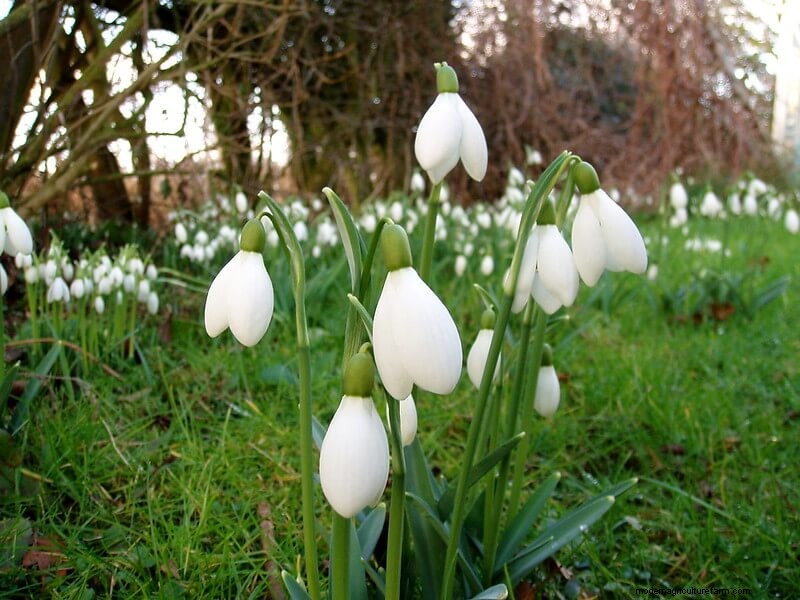 Homestead Stories: Snowdrops, the First Flowers of Spring