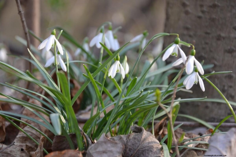 Homestead Stories: Snowdrops, the First Flowers of Spring
