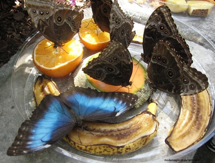 How to Attract Butterflies to Your Garden