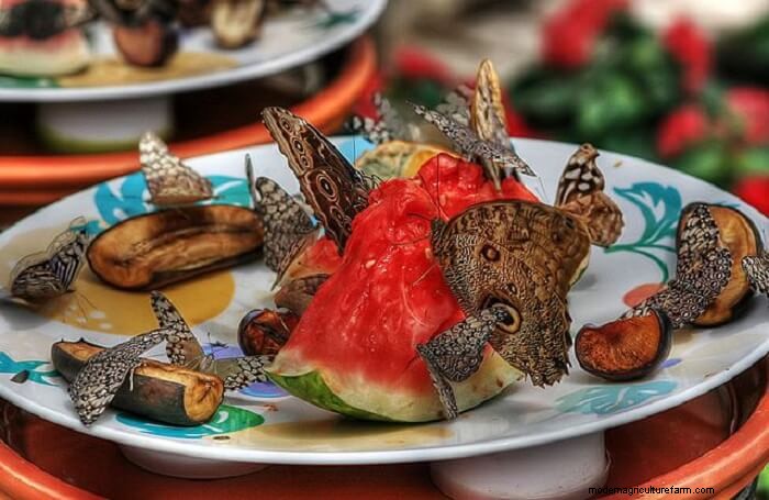 How to Attract Butterflies to Your Garden