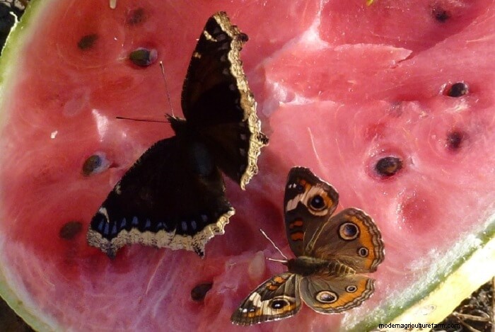 How to Attract Butterflies to Your Garden