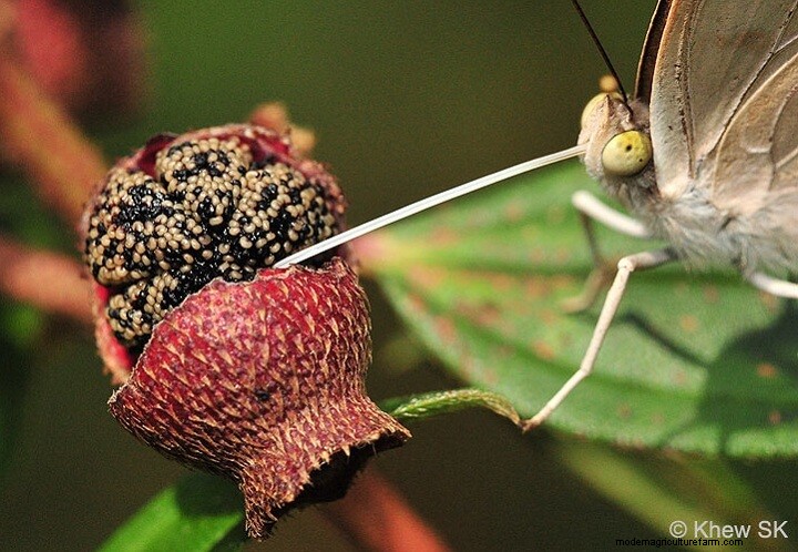 How to Attract Butterflies to Your Garden