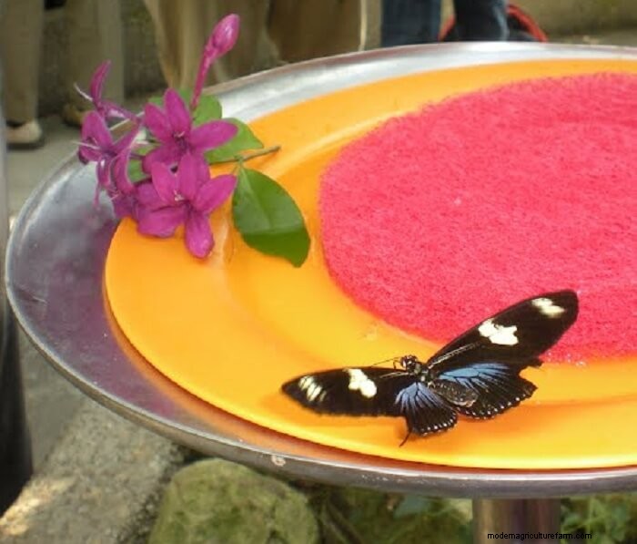 How to Attract Butterflies to Your Garden