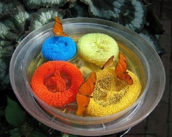 How to Attract Butterflies to Your Garden