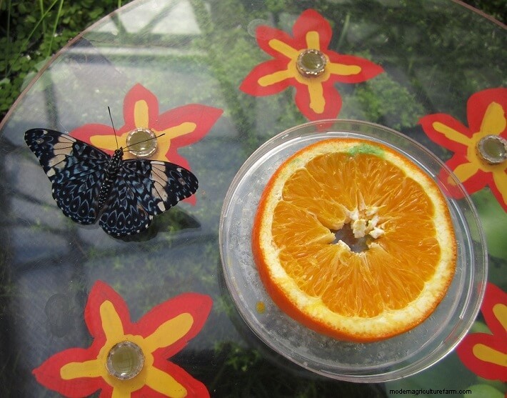 How to Attract Butterflies to Your Garden