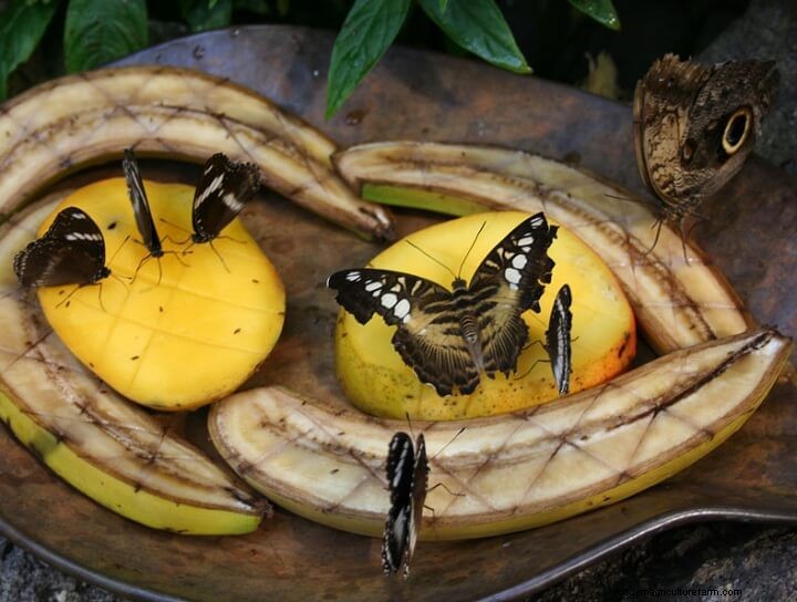 How to Attract Butterflies to Your Garden