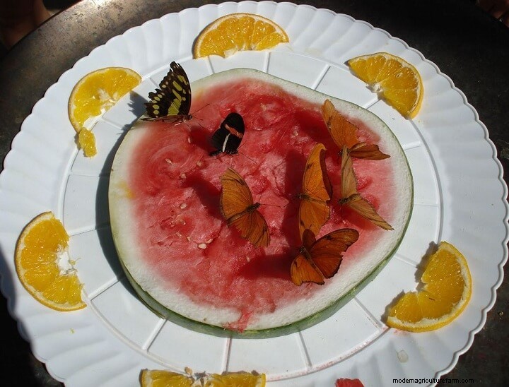 How to Attract Butterflies to Your Garden