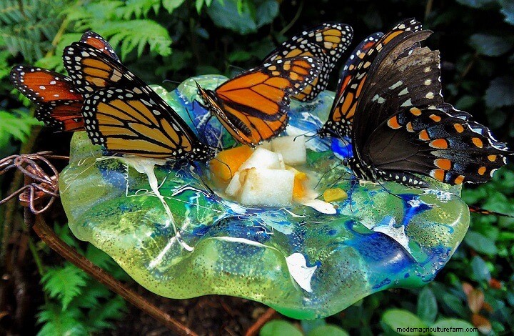 How to Attract Butterflies to Your Garden