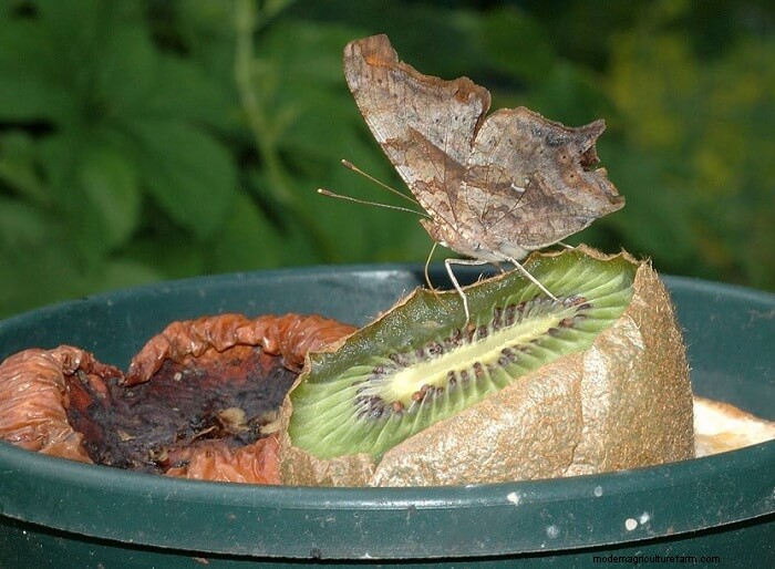 How to Attract Butterflies to Your Garden