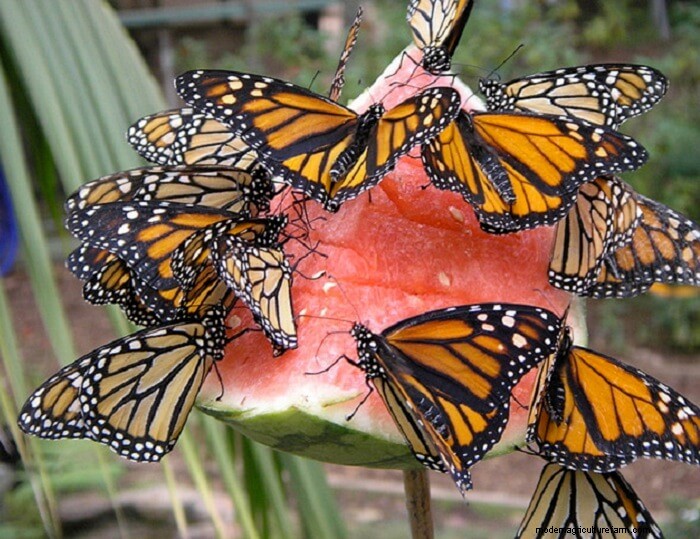 How to Attract Butterflies to Your Garden
