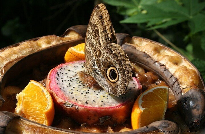 How to Attract Butterflies to Your Garden