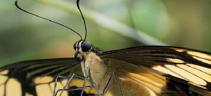 How to Attract Butterflies to Your Garden