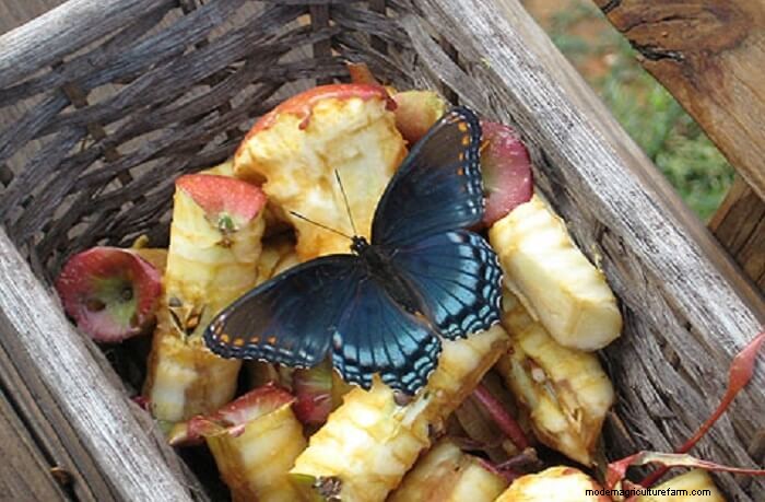 How to Attract Butterflies to Your Garden