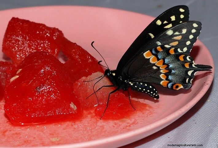 How to Attract Butterflies to Your Garden